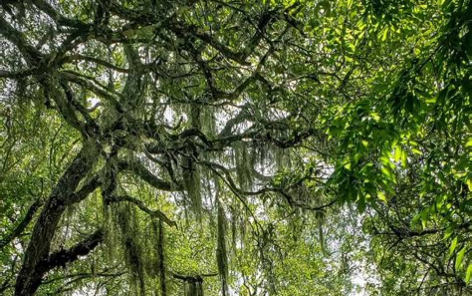 Cumberland Island travel view 1
